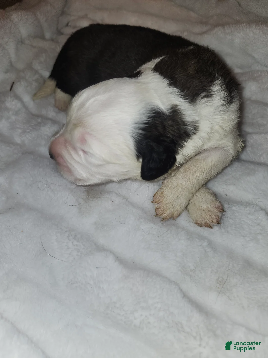 Saint Bernard dogs for sale: Saint Bernard 2 - Ad 1