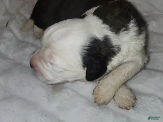 Saint Bernard dogs Saint Bernard 2 - Ad 34