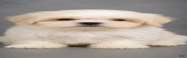 Shih Tzu 1