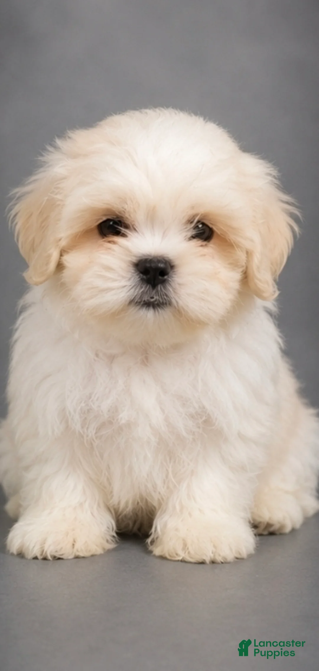 Shih Tzu dogs for sale: Shih Tzu 1 - Ad 1