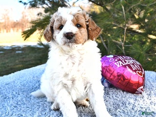 Mini Goldendoodle dogs Parker - Ad 17