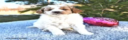 Mini Goldendoodle dogs for sale: Parker - Ad 6