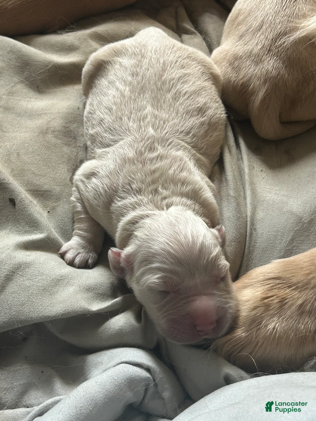 Golden Retriever dogs for sale: Golden Retriever Puppy 3 - Ad 1