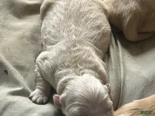 Golden Retriever dogs Golden Retriever Puppy 3 - Ad 30