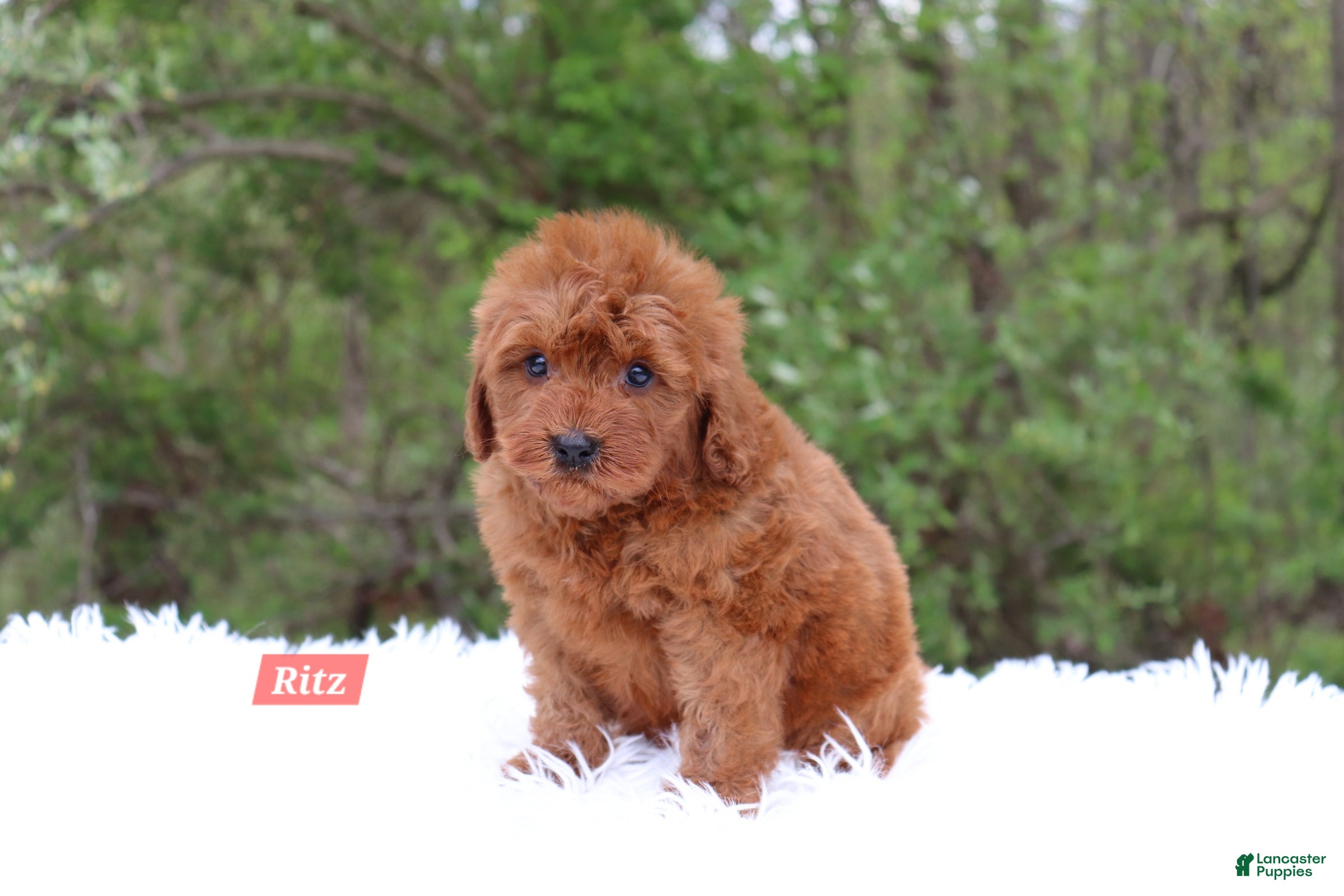 Cavapoo dogs for sale: Ritz - Ad 2