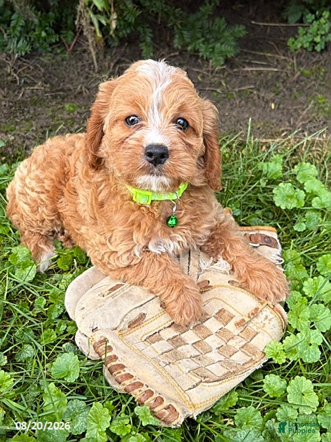 Cockapoo dogs Jessica - Ad 2