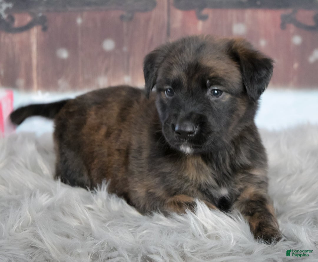 Mixed Breed dogs for sale: Pepper - Ad 2