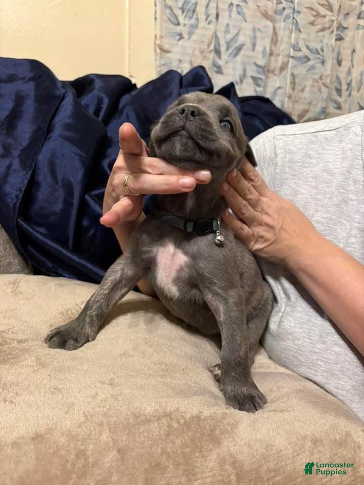 Cane Corso dogs Cane Corso Puppy 2 - Ad 39