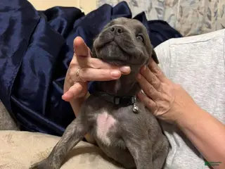 Cane Corso dogs Cane Corso Puppy 2 - Ad 39