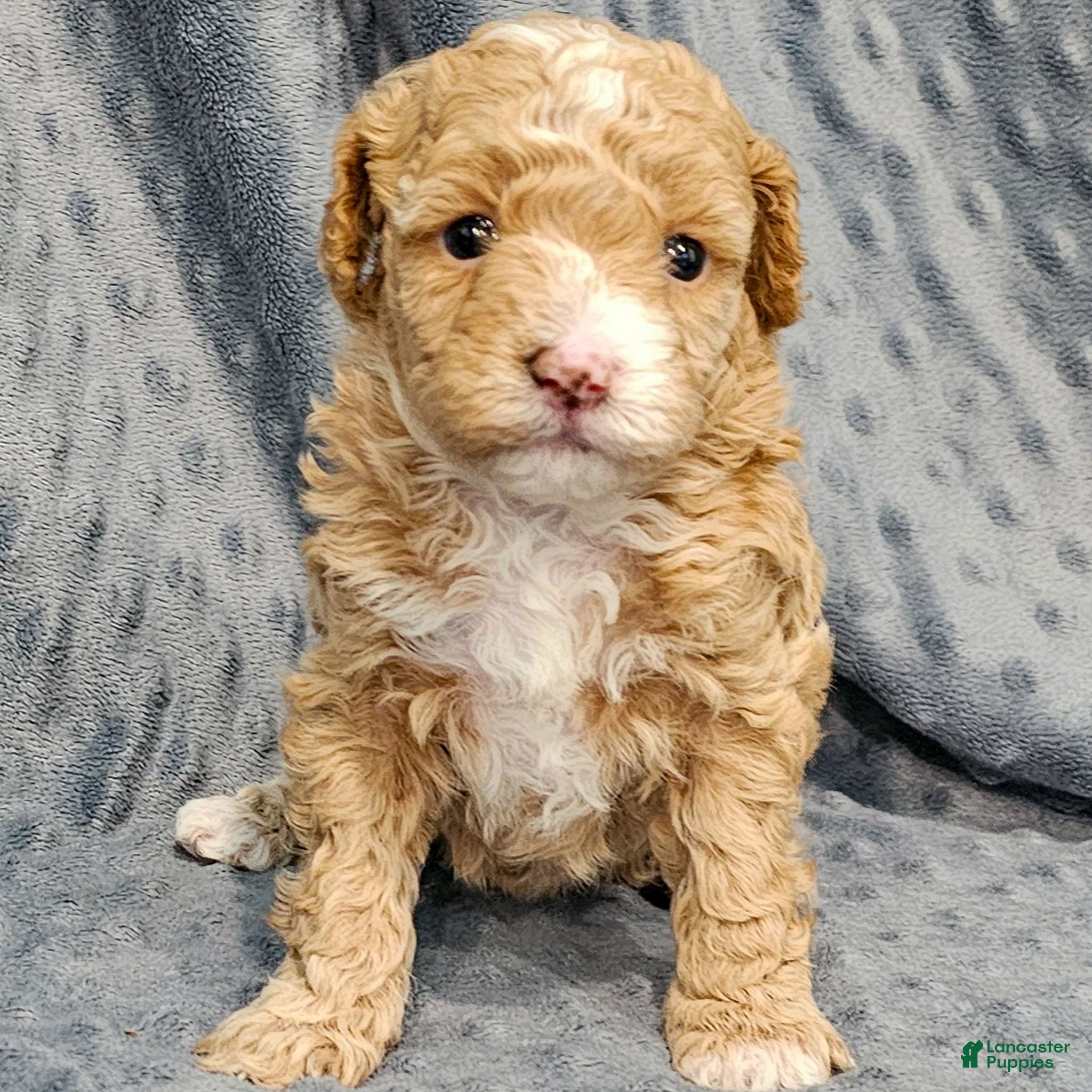 Standard Poodle dogs Cactus - Ad 8