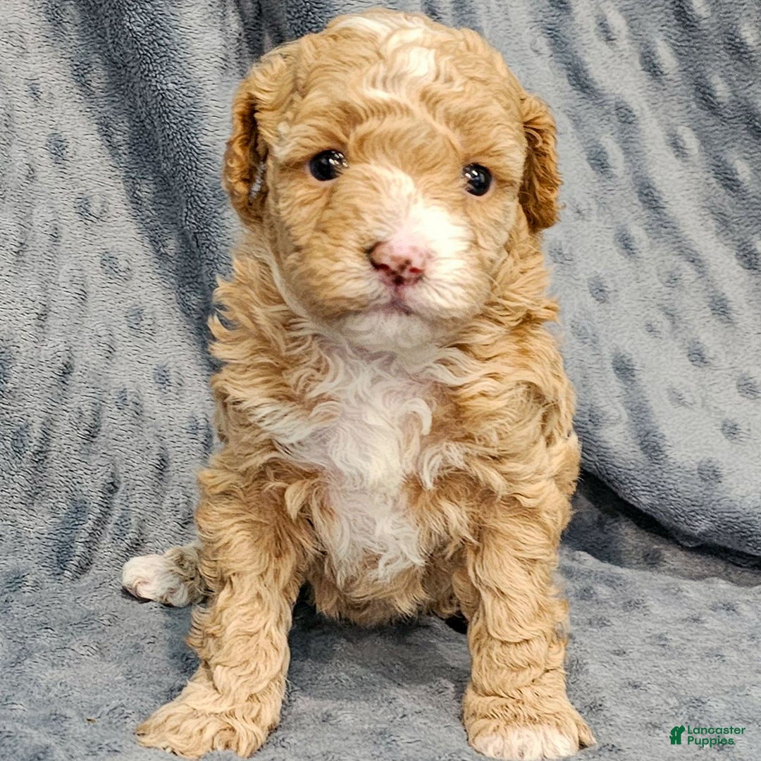 Standard Poodle dogs for sale: Cactus - Ad 1