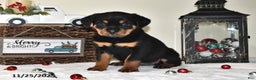 Rottweiler dogs for sale: Charlotte - Ad 2