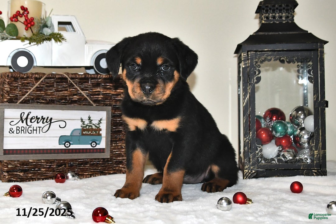 Rottweiler dogs for sale: Charlotte - Ad 2