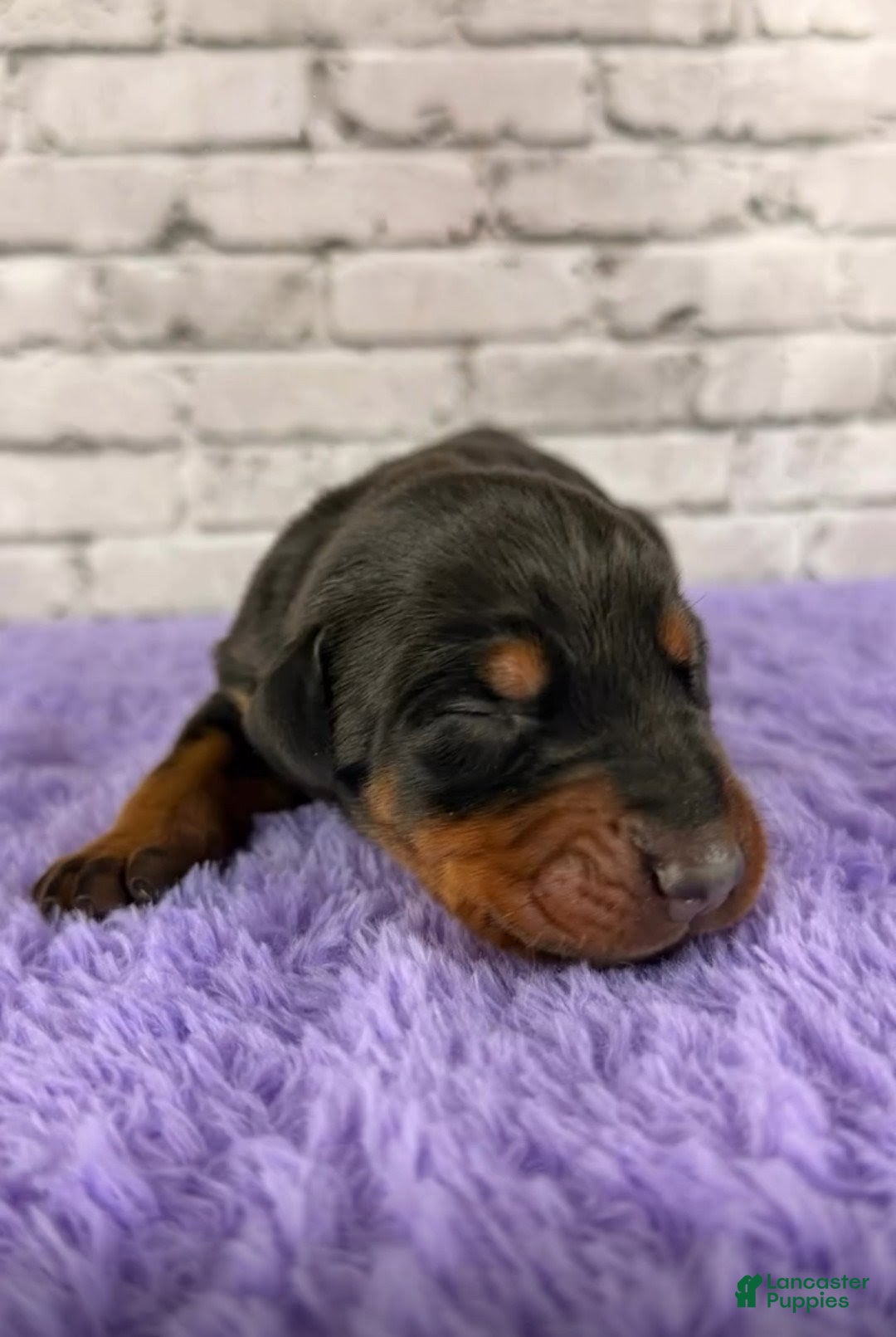 Doberman Pinscher dogs Phantom's Silent Assassin "Jackie Young" European - Ad 41
