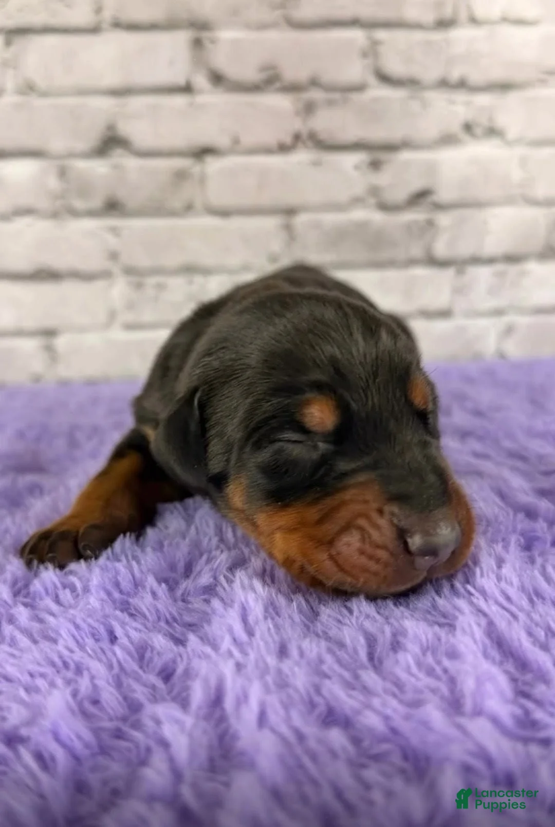 Doberman Pinscher dogs for sale: Phantom's Silent Assassin "Jackie Young" European - Ad 1