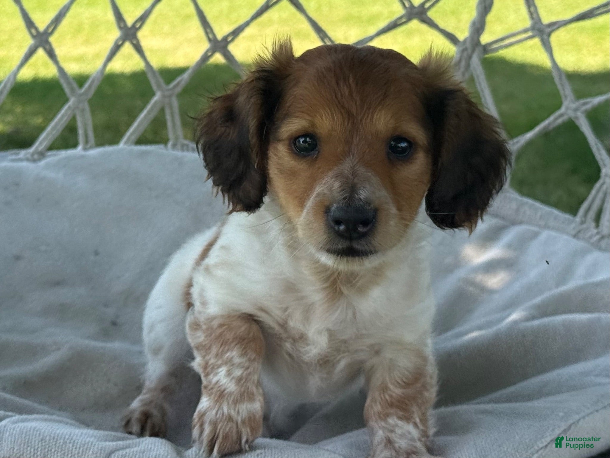 Miniature Dachshund dogs Bobby - Ad 2