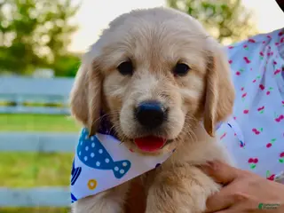 Golden Retriever dogs Blue and White Scarf Girl 5 - Ad 27