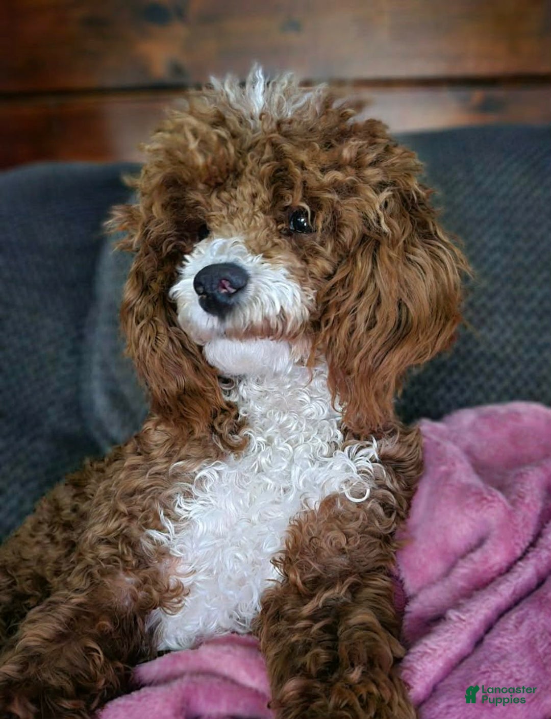 Miniature Poodle dogs for sale: Sage - Ad 4