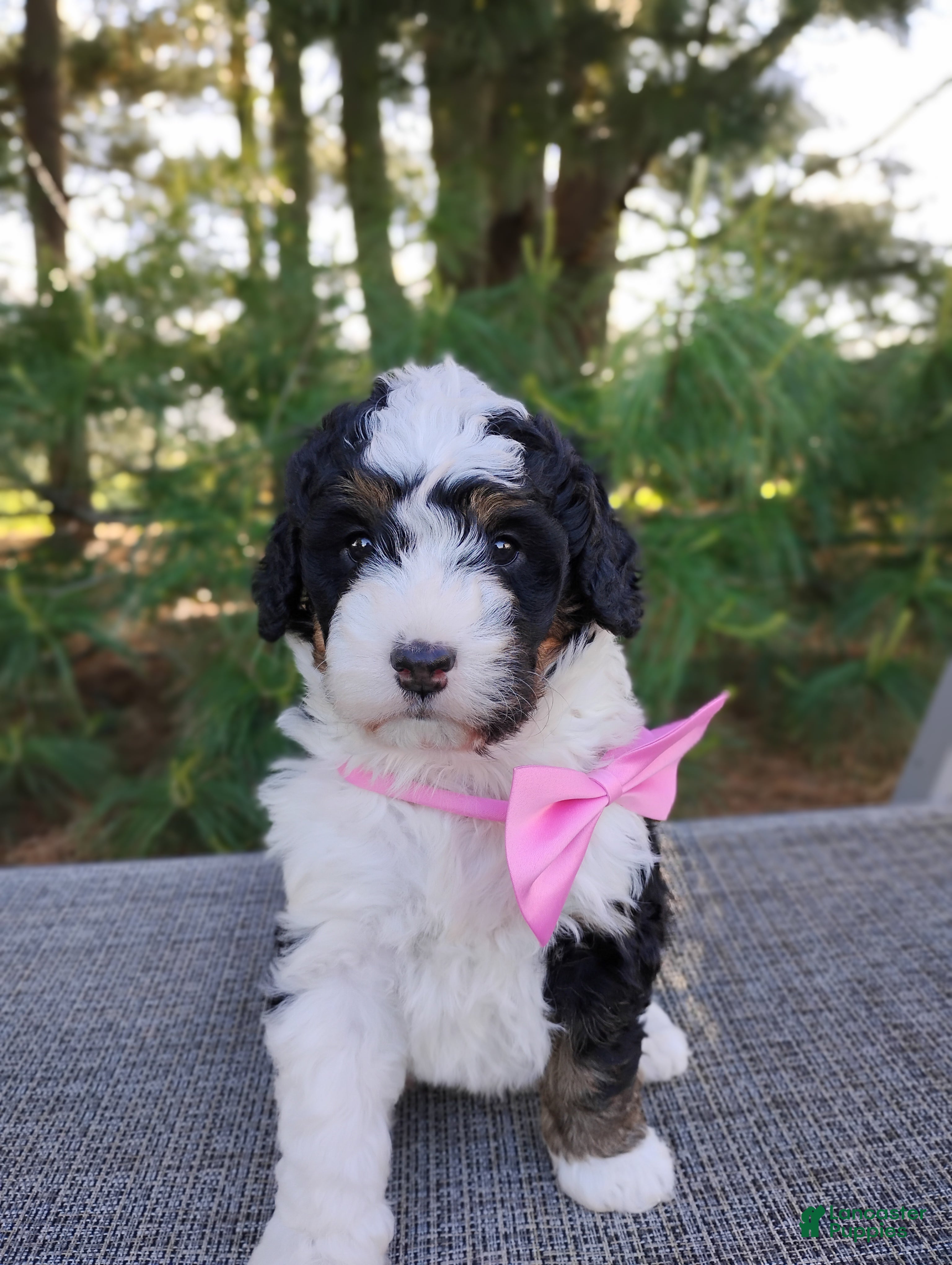 Bernedoodle dogs Isla  - Ad 1
