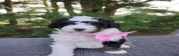 Bernedoodle dogs for sale: Isla  - Ad 1