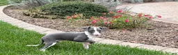 Italian Greyhound dogs for sale: Connor  - Ad 14