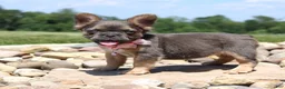 French Bulldog dogs for sale: Jana - Ad 1