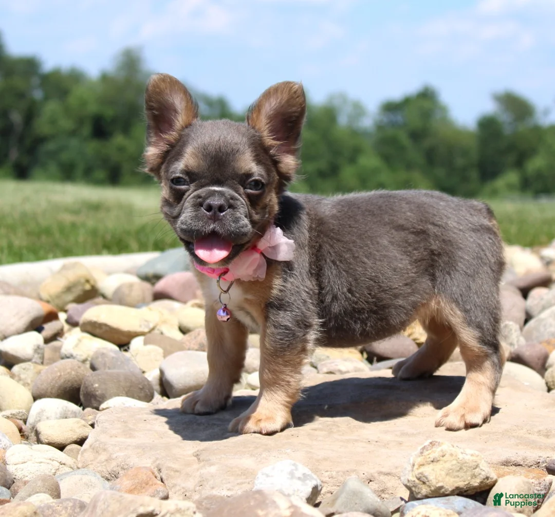 French Bulldog dogs for sale: Jana - Ad 1