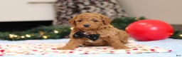 Goldendoodle dogs for sale: Freddy - Ad 8