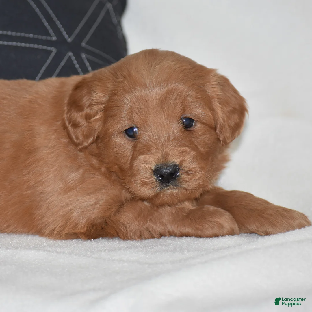 Mini Goldendoodle dogs for sale: Whisper - Ad 2