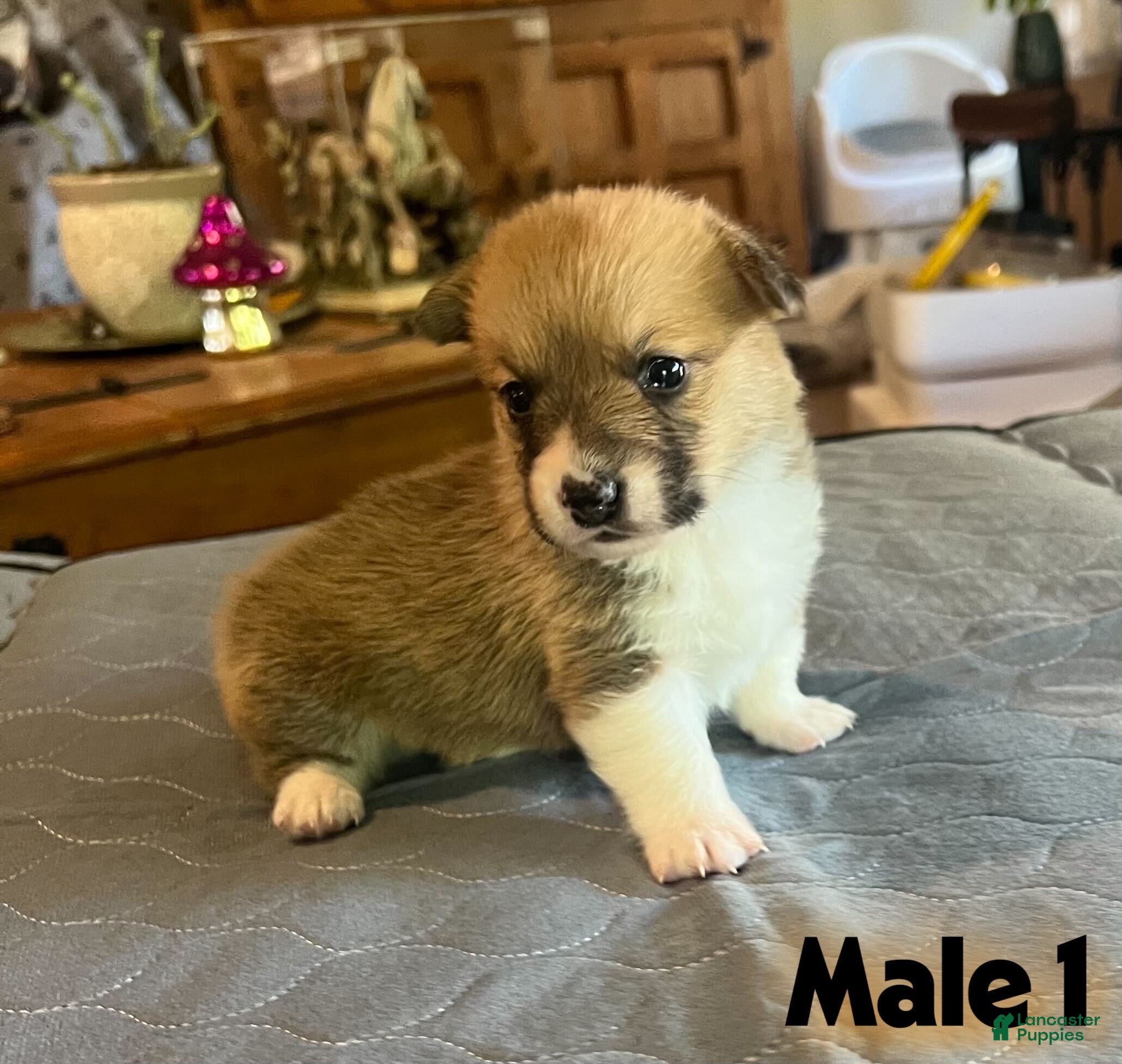 Welsh Corgi Pembroke dogs Welsh Corgi Pembroke Puppy 1 - Ad 2