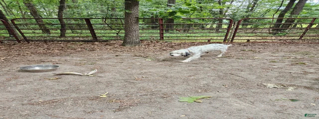 Dixie. Llewellin Setter