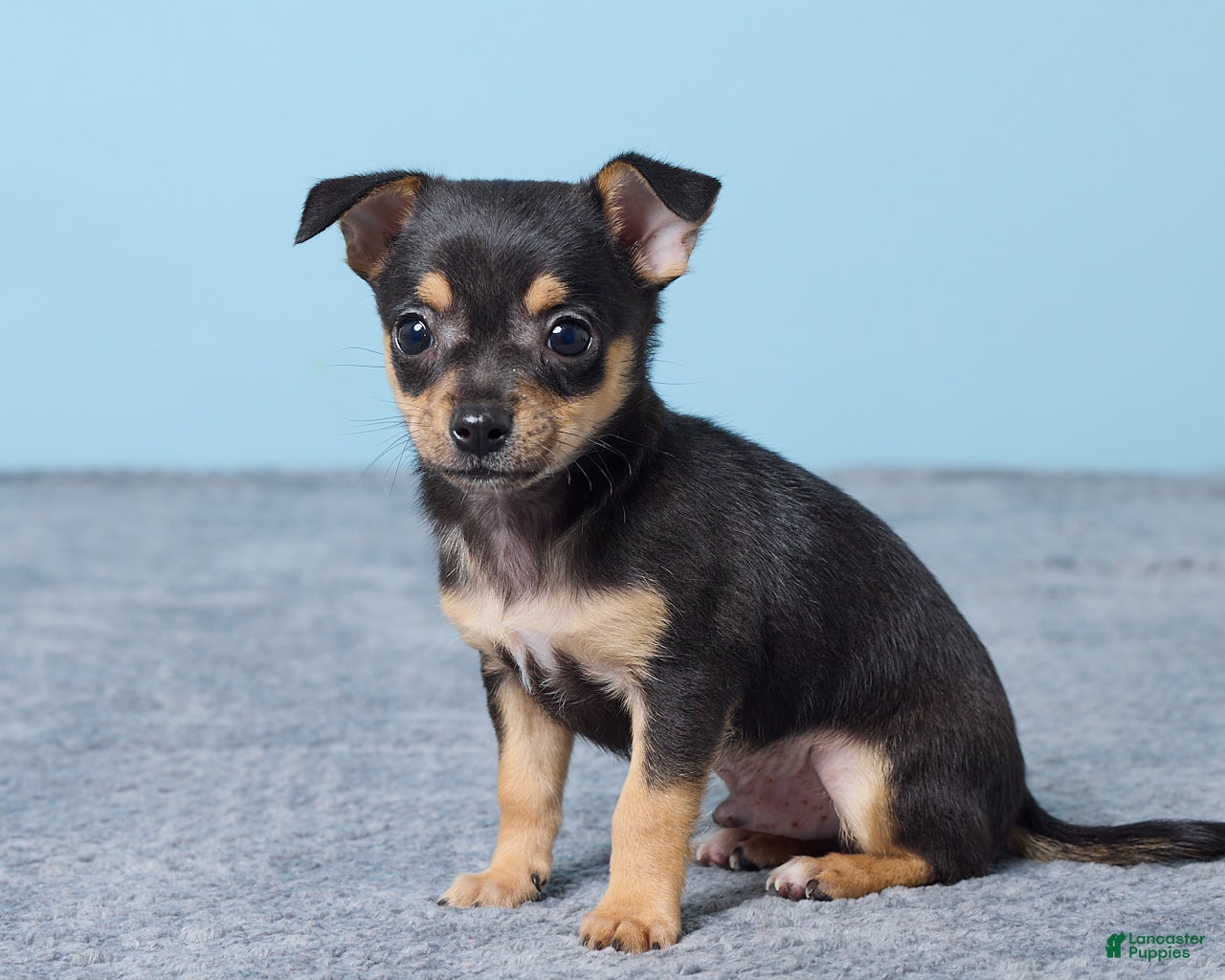 Chihuahua dogs Sammy - Ad 2
