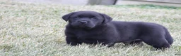 Labrador Retriever dogs for sale: Luke - Ad 3