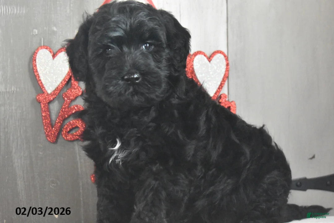 Goldendoodle dogs for sale: Jemima - Ad 3