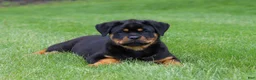 Rottweiler dogs for sale: Angela - Ad 3