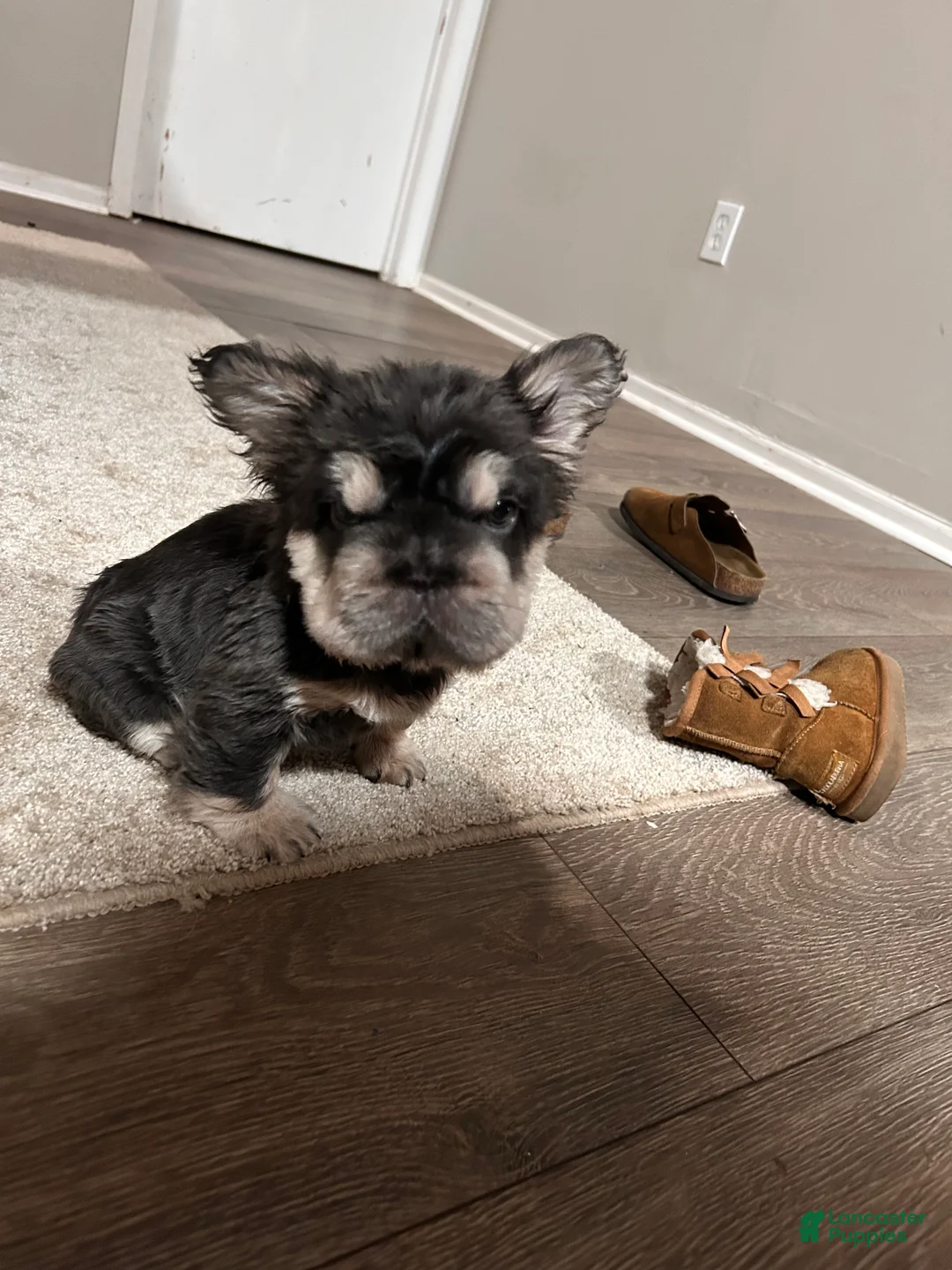 French Bulldog dogs for sale: Star - Ad 2