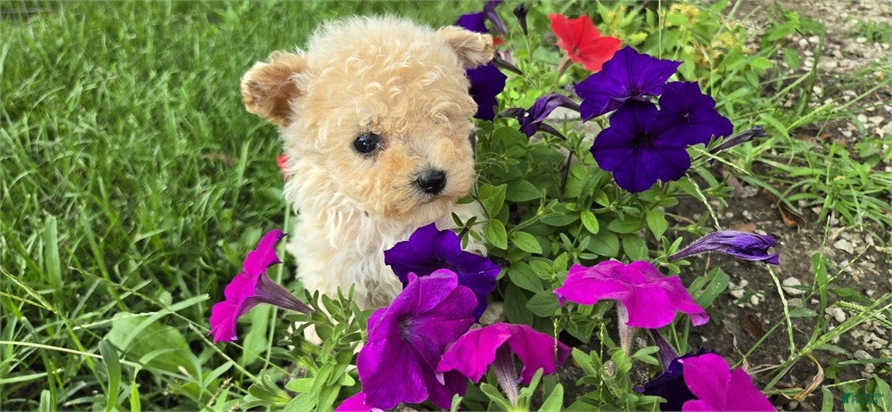Bichpoo dogs Bichpoo 1 - Ad 2