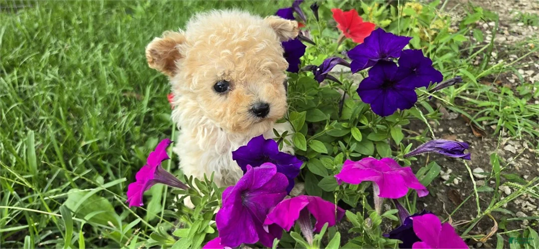 Bichpoo dogs for sale: Bichpoo 1 - Ad 2