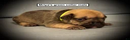 French Bulldog dogs for sale: AKC Mriya's Green Collar Male - Ad 1