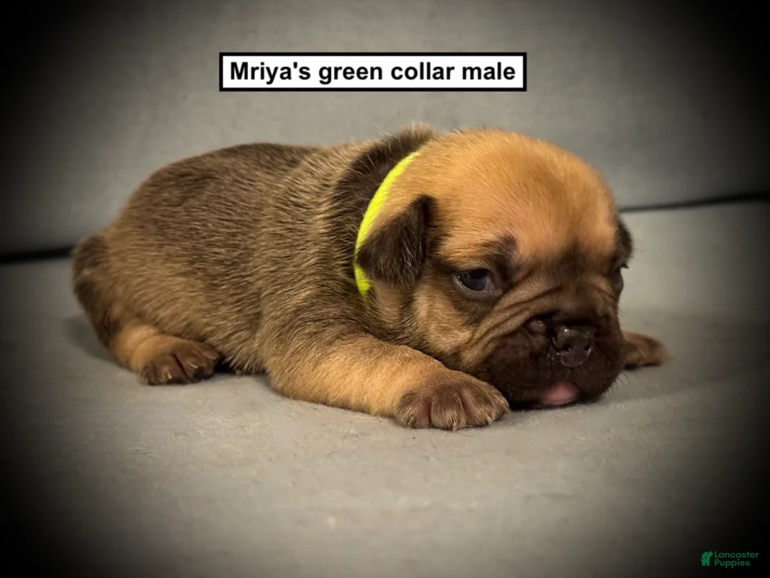 French Bulldog dogs for sale: AKC Mriya's Green Collar Male - Ad 1