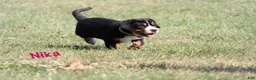 Greater Swiss Mountain Dog dogs for sale: Nika - Ad 3