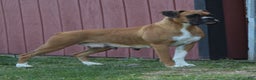 Boxer dogs for sale: Dolly - Ad 5