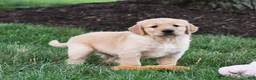Golden Retriever dogs for sale: Odie - Ad 4