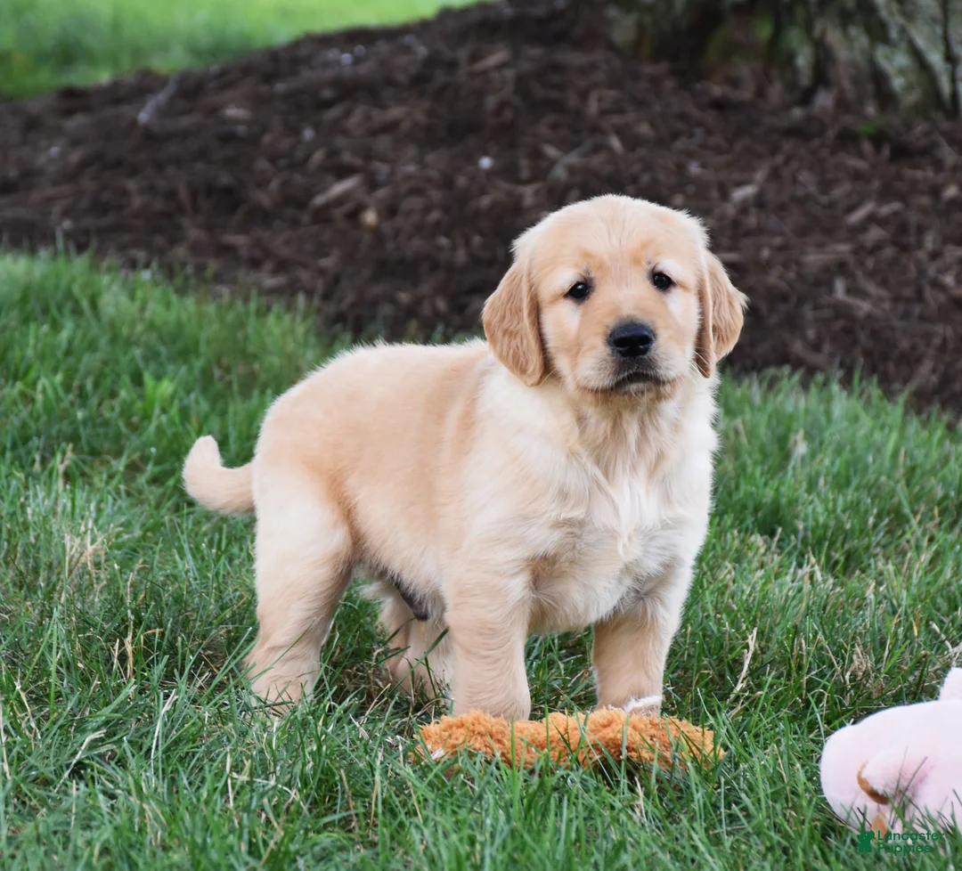 Golden Retriever dogs for sale: Odie - Ad 4