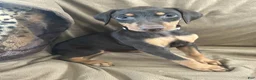 Doberman Pinscher dogs for sale: Tan Collar  - Ad 3