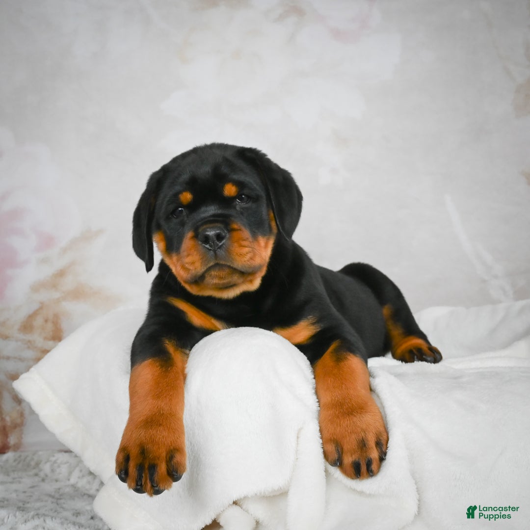 Rottweiler dogs for sale: Watson - Ad 5