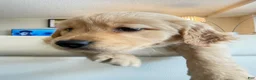 Golden Retriever dogs for sale: moly - Ad 9