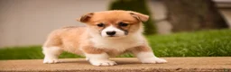 Welsh Corgi Pembroke dogs for sale: Zylee - Ad 6