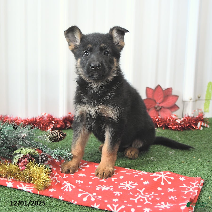 German Shepherd dogs Abby - Ad 27