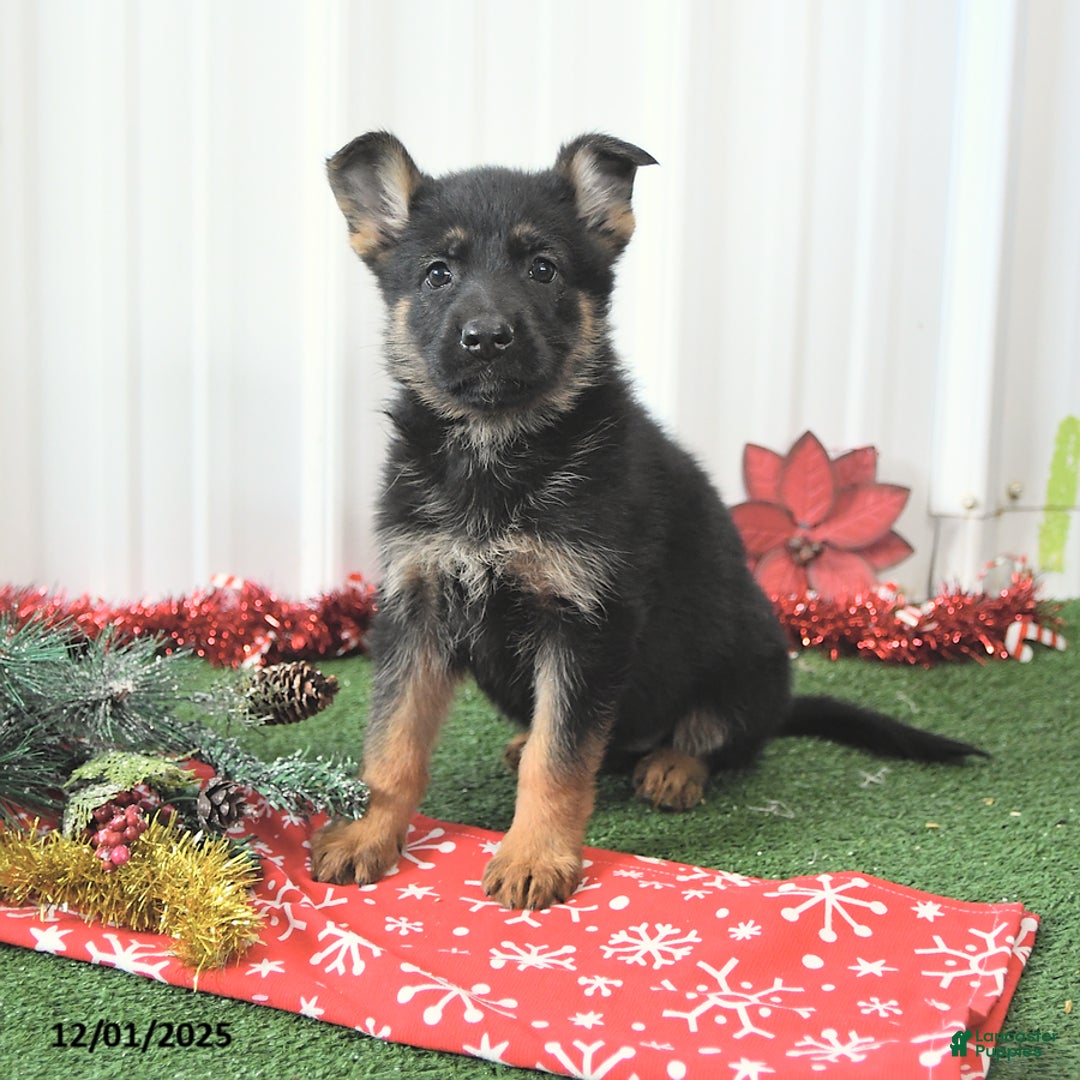 German Shepherd dogs for sale: Abby - Ad 1